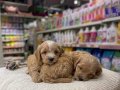 VONALP PETSHOP GARANTİSİ İLE MALTİPOO YAVRULAR