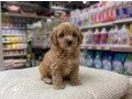 VONALP PETSHOP GARANTİSİ İLE MALTİPOO YAVRULAR