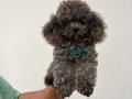 SİLVER KORE POODLE VONALP PETSHOPTA