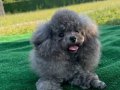 SİLVER KORE POODLE VONALP PETSHOPTA
