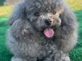 SİLVER KORE POODLE VONALP PETSHOPTA