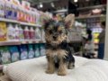 MİCRO MORKİE YAVRU VONALP PETSHOP GARANTİSİ İLE 
