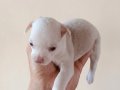 MİNİ CHİHUAHUA YAVRULAR VONALP PETSHOP GÜVENCESİ İLE 