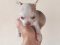 MİNİ CHİHUAHUA YAVRULAR VONALP PETSHOP GÜVENCESİ İLE 