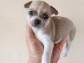 MİNİ CHİHUAHUA YAVRULAR VONALP PETSHOP GÜVENCESİ İLE 