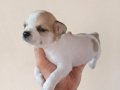 MİNİ CHİHUAHUA YAVRULAR VONALP PETSHOP GÜVENCESİ İLE 