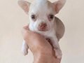 MİNİ CHİHUAHUA YAVRULAR VONALP PETSHOP GÜVENCESİ İLE 