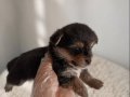 MİCRO MORKİE YAVRU VONALP PETSHOP GARANTİSİ İLE 