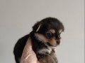MİCRO MORKİE YAVRU VONALP PETSHOP GARANTİSİ İLE 