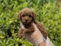TOY POODLE YAVRULAR VONALP PETSHOP Güvencesiyle