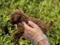 TOY POODLE YAVRULAR VONALP PETSHOP Güvencesiyle