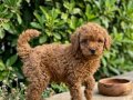 TOY POODLE YAVRULAR VONALP PETSHOP Güvencesiyle