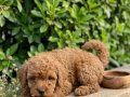 TOY POODLE YAVRULAR VONALP PETSHOP Güvencesiyle