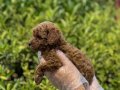 TOY POODLE YAVRULAR VONALP PETSHOP Güvencesiyle