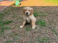 GOLDEN YAVRULAR VON ALP PETSHOP GARANTİSİ İLE
