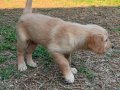 GOLDEN YAVRULAR VON ALP PETSHOP GARANTİSİ İLE