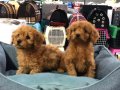 TOY POODLE BEBEKLER VON ALP PETSHOP GÜVENCESİYLE