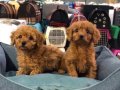 TOY POODLE BEBEKLER VON ALP PETSHOP GÜVENCESİYLE