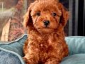 TOY POODLE BEBEKLER VON ALP PETSHOP GÜVENCESİYLE