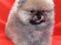 TEDDY BEAR POMERANİAN BOO VONALPPETSHOP GÜVENCESİYLE