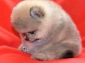 TEDDY BEAR POMERANİAN BOO VONALPPETSHOP GÜVENCESİYLE