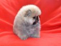 TEDDY BEAR POMERANİAN BOO VONALPPETSHOP GÜVENCESİYLE