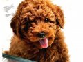 VONALP PETSHOP GARANTİSİ İLE TOY POODLE