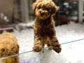 VONALP PETSHOP GARANTİSİ İLE TOY POODLE