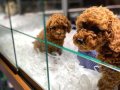 VONALP PETSHOP GARANTİSİ İLE TOY POODLE