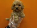 MALTİPOO BEBEKLERİMİZ VONALP PETSHOP GARANTİSİ İLE