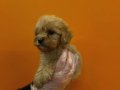 MALTİPOO BEBEKLERİMİZ VONALP PETSHOP GARANTİSİ İLE