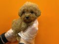MALTİPOO BEBEKLERİMİZ VONALP PETSHOP GARANTİSİ İLE