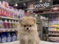 POMERİAN BOO VONALP PETSHOP GÜVENCESİYLE