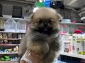 POMERİAN BOO VONALP PETSHOP GÜVENCESİYLE