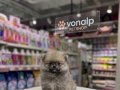 POMERİAN BOO VONALP PETSHOP GÜVENCESİYLE