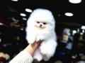 MİNNACIK POMERİAN  BOO VONALP PETSHOP GARANTİSİ İLE