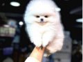 MİNNACIK POMERİAN  BOO VONALP PETSHOP GARANTİSİ İLE