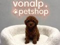 MİNYATÜR POODLE BEBEKLERİMİZ VONALP PETSHOPTA