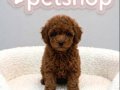 MİNYATÜR POODLE BEBEKLERİMİZ VONALP PETSHOPTA