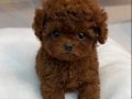 MİNYATÜR POODLE BEBEKLERİMİZ VONALP PETSHOPTA
