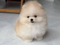 MİNNACIK POMERİAN  BOO VONALP PETSHOP GARANTİSİ İLE