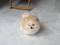 MİNNACIK POMERİAN  BOO VONALP PETSHOP GARANTİSİ İLE
