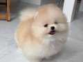 MİNNACIK POMERİAN  BOO VONALP PETSHOP GARANTİSİ İLE