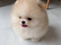 MİNNACIK POMERİAN  BOO VONALP PETSHOP GARANTİSİ İLE
