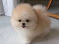 MİNNACIK POMERİAN  BOO VONALP PETSHOP GARANTİSİ İLE