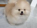 MİNNACIK POMERİAN  BOO VONALP PETSHOP GARANTİSİ İLE