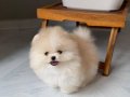 MİNNACIK POMERİAN  BOO VONALP PETSHOP GARANTİSİ İLE