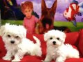 MALTESE BEBEKLER VONALP PETSHOP GARANTİSİ İLE