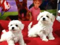 MALTESE BEBEKLER VONALP PETSHOP GARANTİSİ İLE