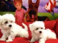 MALTESE BEBEKLER VONALP PETSHOP GARANTİSİ İLE